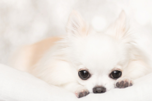 愛犬を撮影するカメラのおすすめ設定