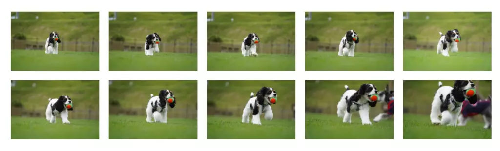 愛犬を可愛く写す8つの撮り方 設定 コツも解説 Goopass Animal Magazine