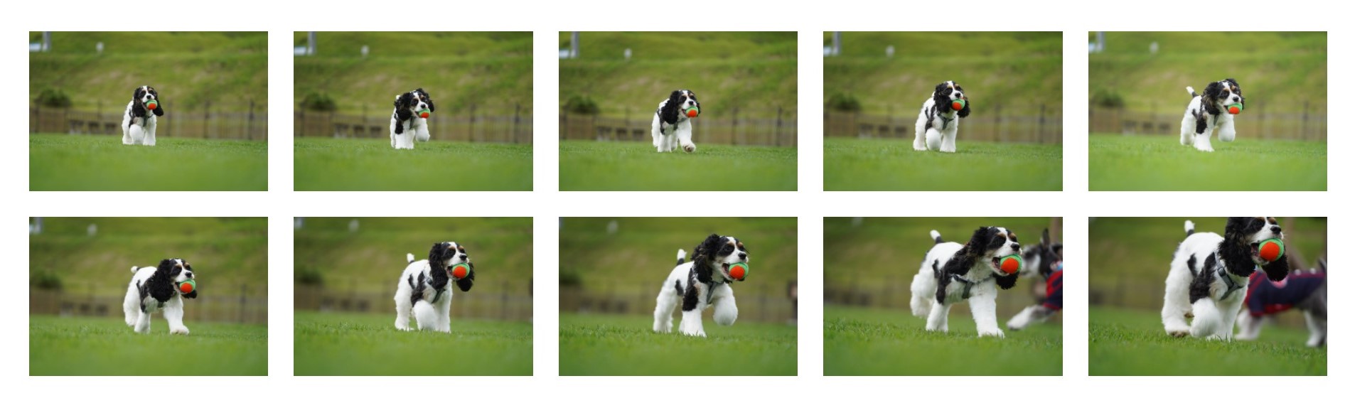 連写 カメラ 撮影 犬 ドッグラン