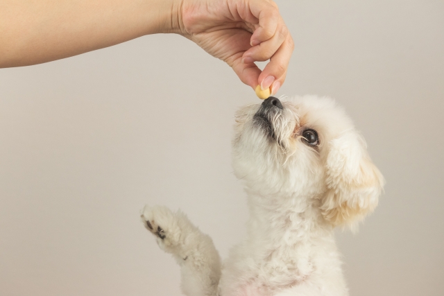 犬　おやつ　ご褒美　撮影　白い犬