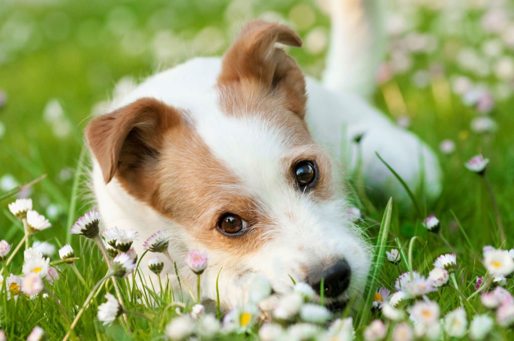 犬 花 撮影 キャッチライト カメラ 一眼レフ ミラーレス