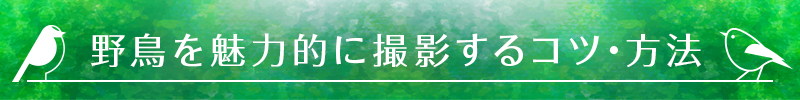 野鳥を魅力的に撮影するコツ・方法