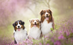 愛犬の可愛い表情を引き出すコツ