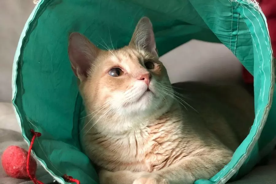 猫がニャンとも可愛く写る 猫写真の撮影方法 Goopass Animal Magazine
