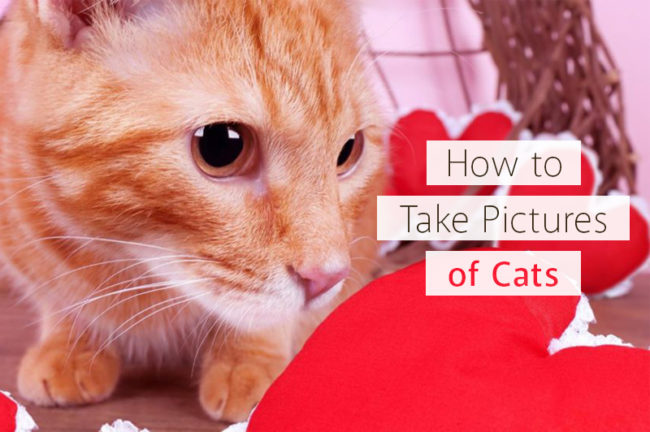 猫がニャンとも可愛く写る！猫写真の撮影方法