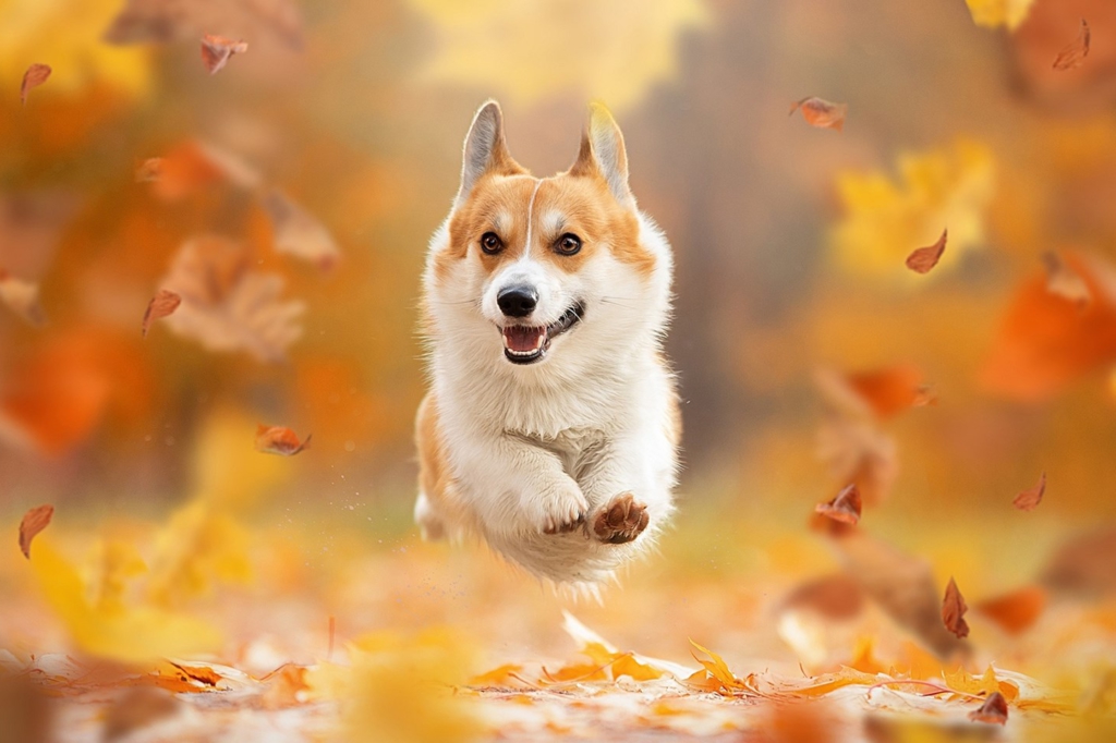 コーギー　飛行犬　カメラ　一眼レフ　ミラーレス　撮影　紅葉　落ち葉