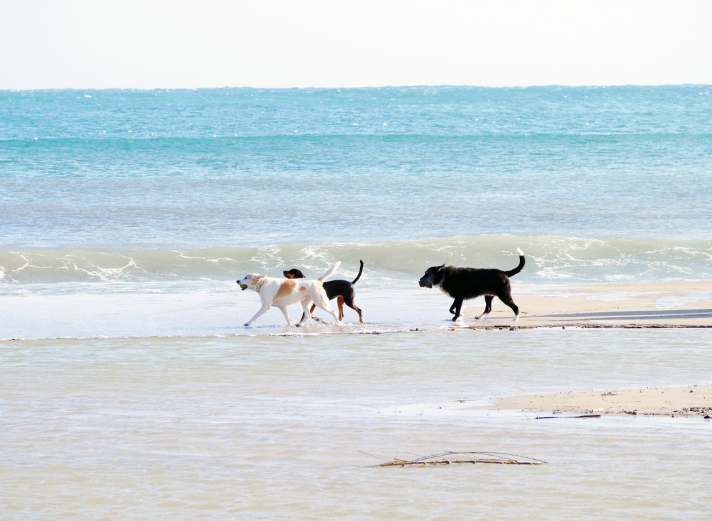露出調整　カメラ　一眼レフ　ミラーレス 犬　海　撮影
