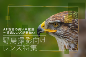 野鳥の撮影におすすめのレンズ10選