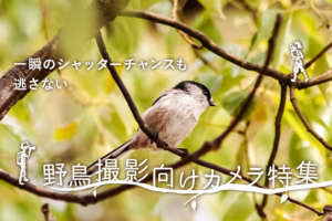 野鳥撮影にオススメのカメラ10選!初心者でも美しい野鳥写真が撮れる