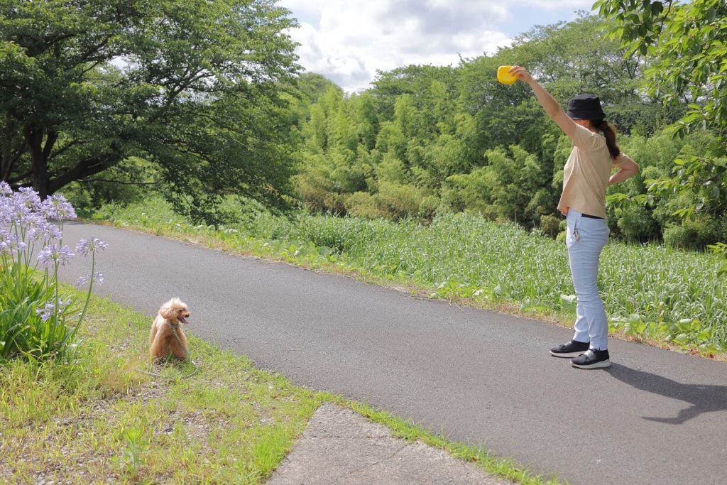 犬 カメラ 一眼レフ ミラーレス 撮影