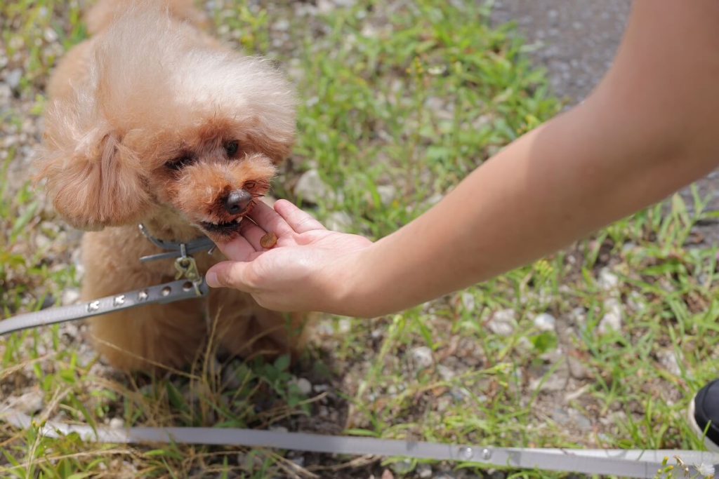 犬 一眼レフ ミラーレス 撮影
