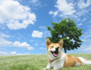 自然光（天気・時間帯・光の向き）をマスターして、愛犬の可愛さUP！