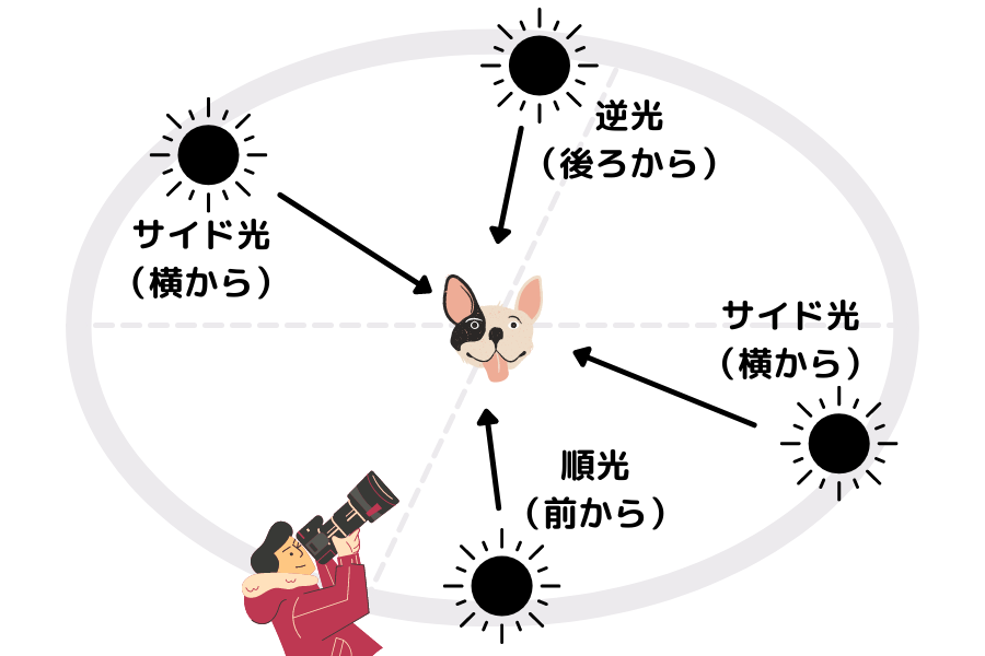 犬 太陽 逆光 順光 サイド光 カメラ 撮影