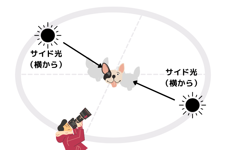 犬 太陽 サイド光 カメラ 撮影
