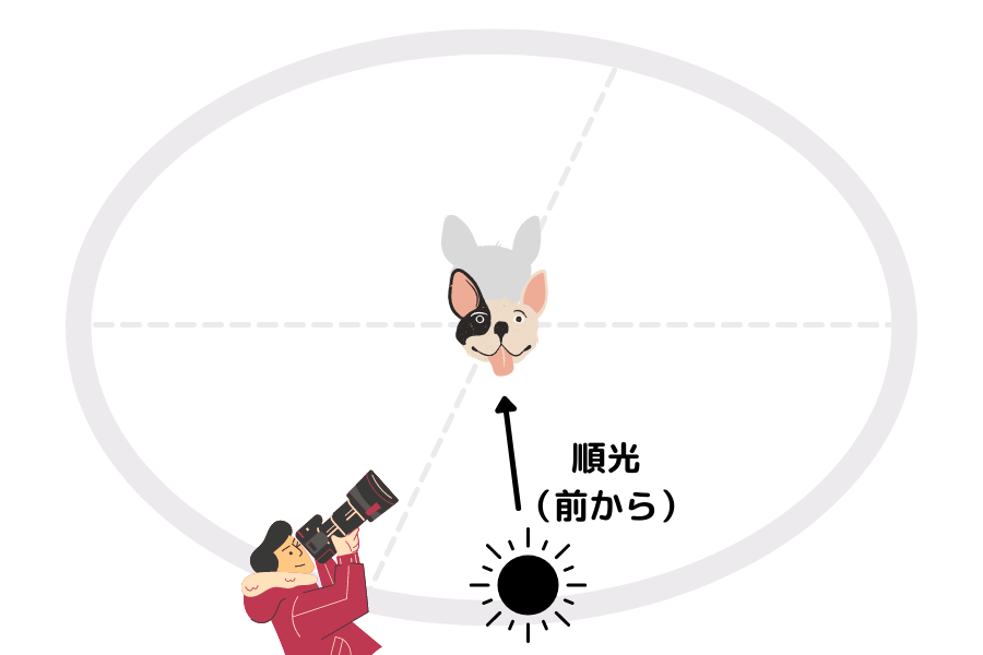 犬 太陽 順光 カメラ 撮影