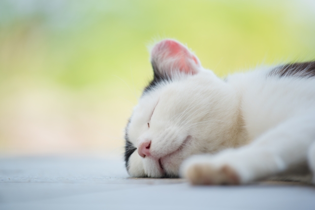 猫　昼寝　背景ボケ　写真