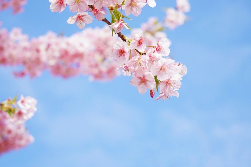 桜　青空　ローアングル　カメラ　撮影