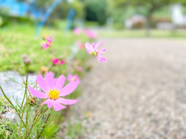 秋桜　公園　写真