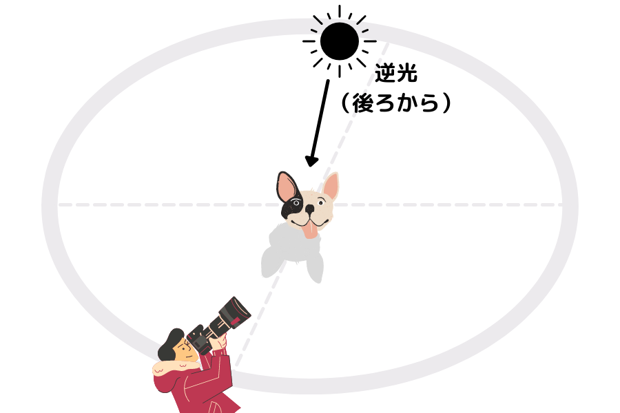 犬 太陽 逆光 カメラ 撮影