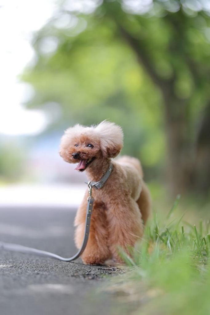 犬 カメラ 一眼レフ ミラーレス 撮影 トイプードル 新緑