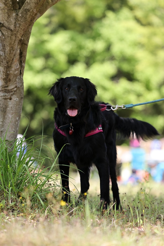 犬　カメラ　一眼レフ　ミラーレス　露出補正　黒い犬　フラットコーテッドレトリバー