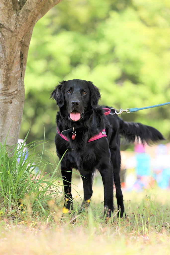 犬　カメラ　一眼レフ　ミラーレス　露出補正　黒い犬　フラットコーテッドレトリバー