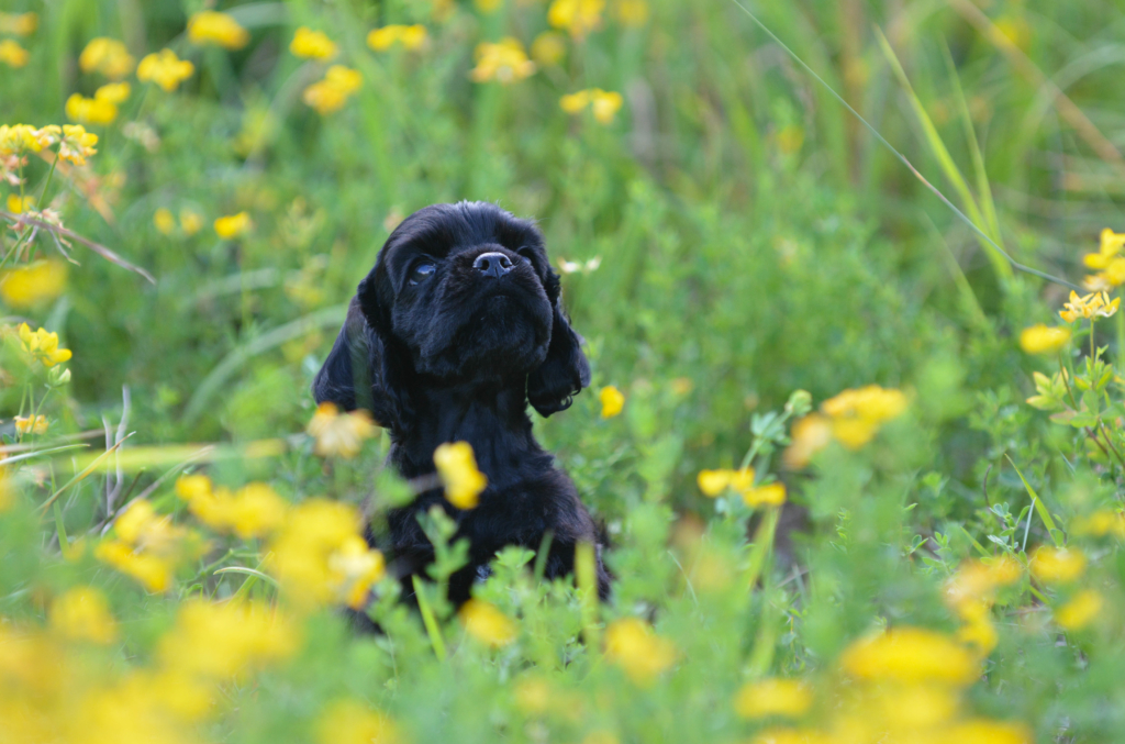 犬 カメラ 一眼レフ ミラーレス 撮影 パピー コッカースパニエル