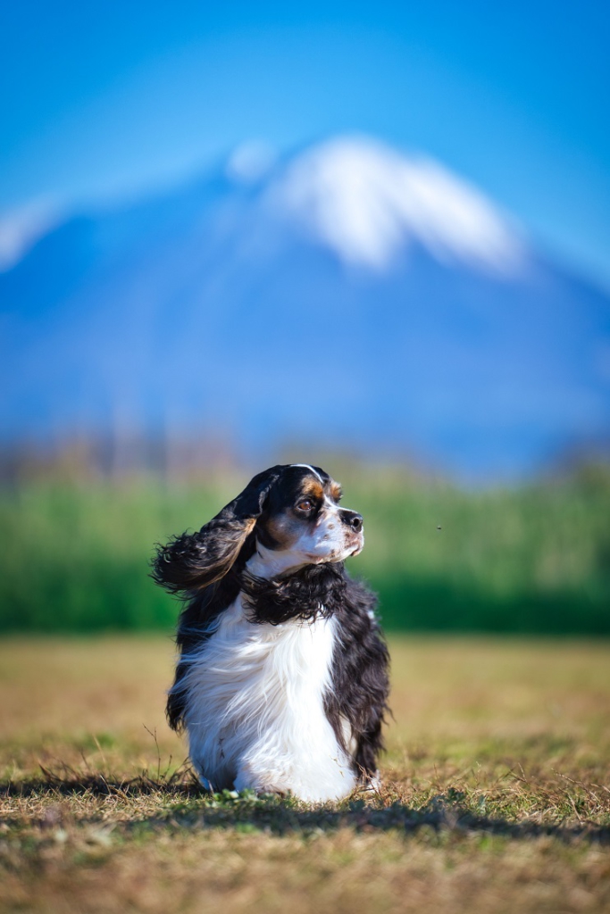 犬 太陽 サイド光 自然光 カメラ 撮影