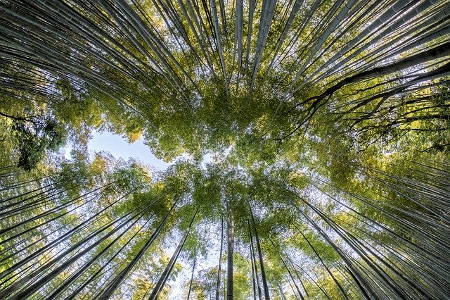 竹林　ローアングル　広角レンズ　撮影　写真