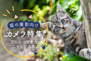 猫ちゃんの撮影におすすめなカメラ10選!一眼レフ・ミラーレスカメラを徹底解説