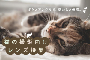 猫ちゃんの撮影にオススメなレンズ10選