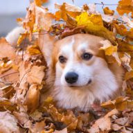 愛犬を可愛く写す8つの撮り方（設定・コツも解説）