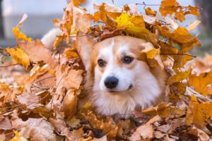 愛犬を可愛く写す8つの撮り方(設定・コツも解説)