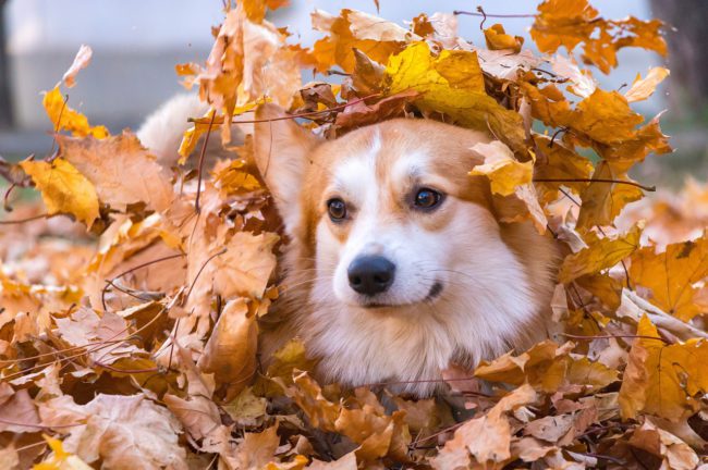 愛犬を可愛く写す8つの撮り方（設定・コツも解説）
