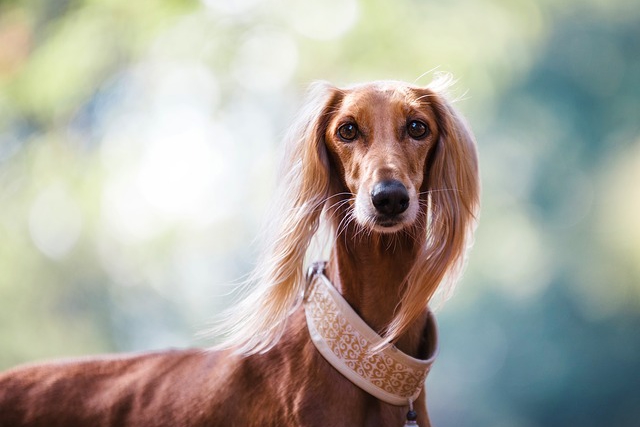 愛犬を可愛く写す8つの撮り方 設定 コツも解説 Goopass Animal Magazine