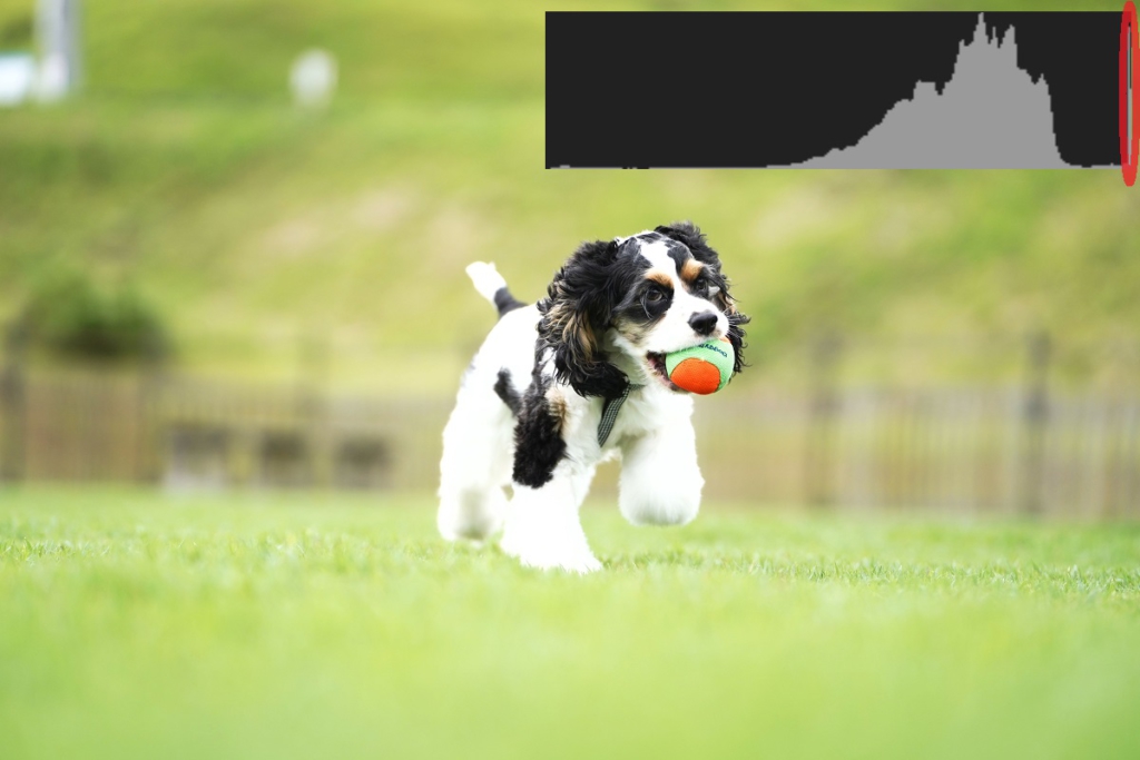 犬　カメラ　一眼レフ　ミラーレス　撮影　ヒストグラム　露出設定