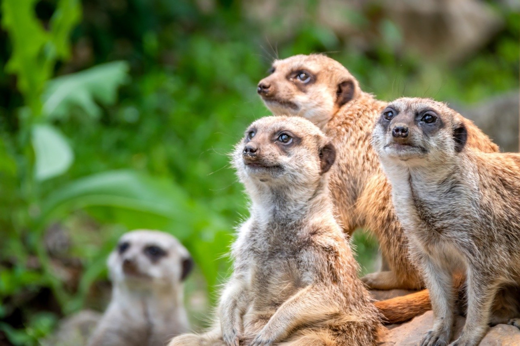 ミーアキャット 群れ 動物園 撮影 写真
