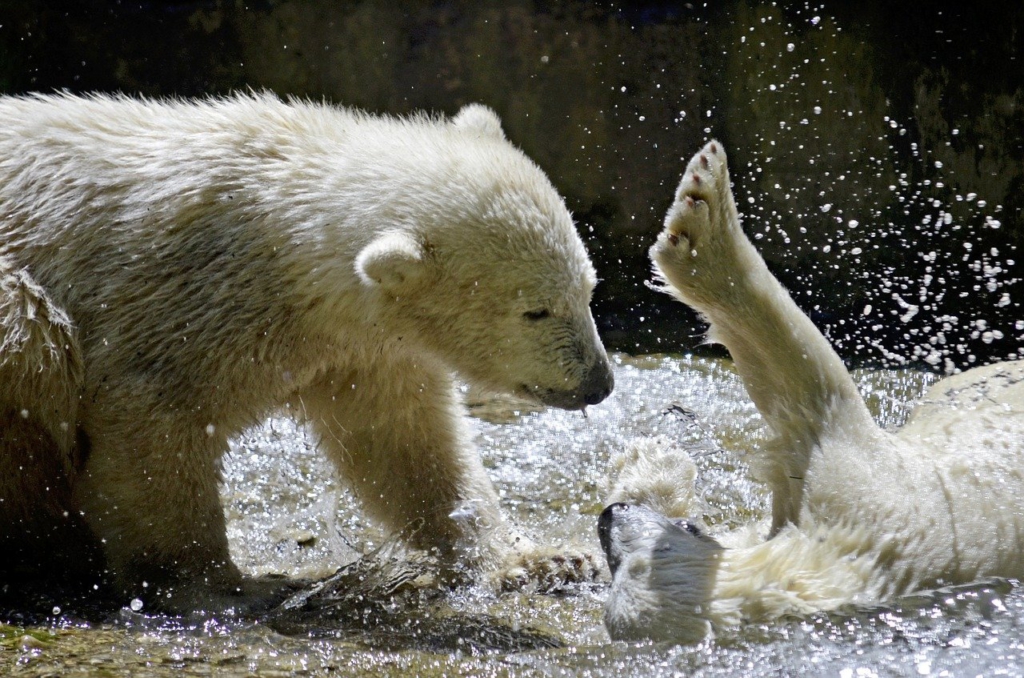 シロクマ 動物園 水しぶき 撮影 写真