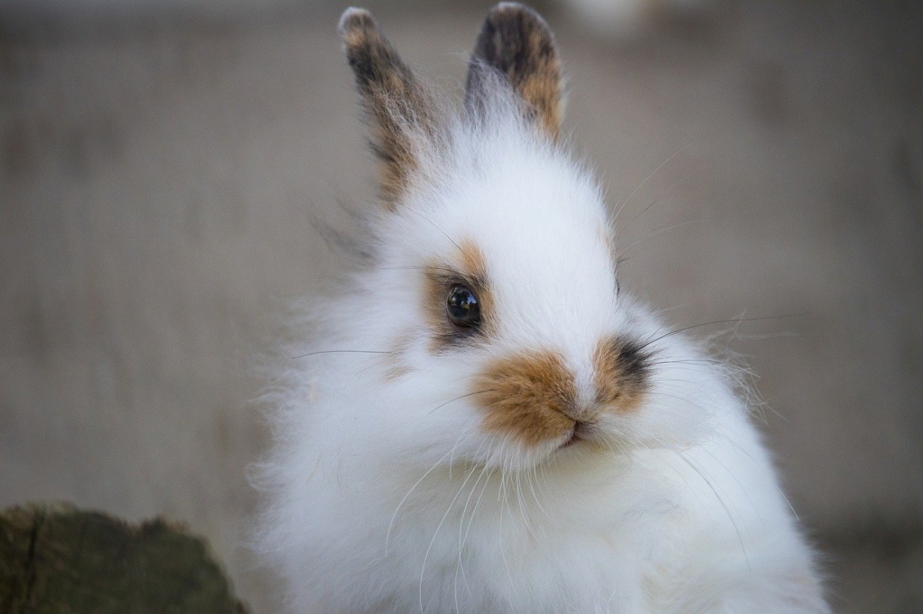 うさぎ　撮影　カメラ　ふわふわ　写真　白いうさぎ