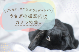 うさぎの撮影にオススメなカメラ10選