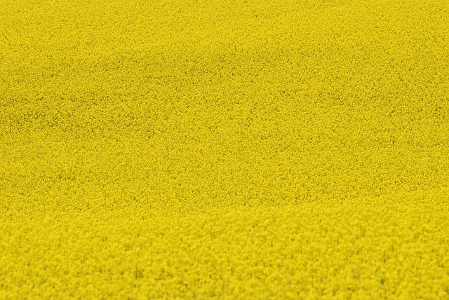 菜の花　花　畑　黄色　写真
