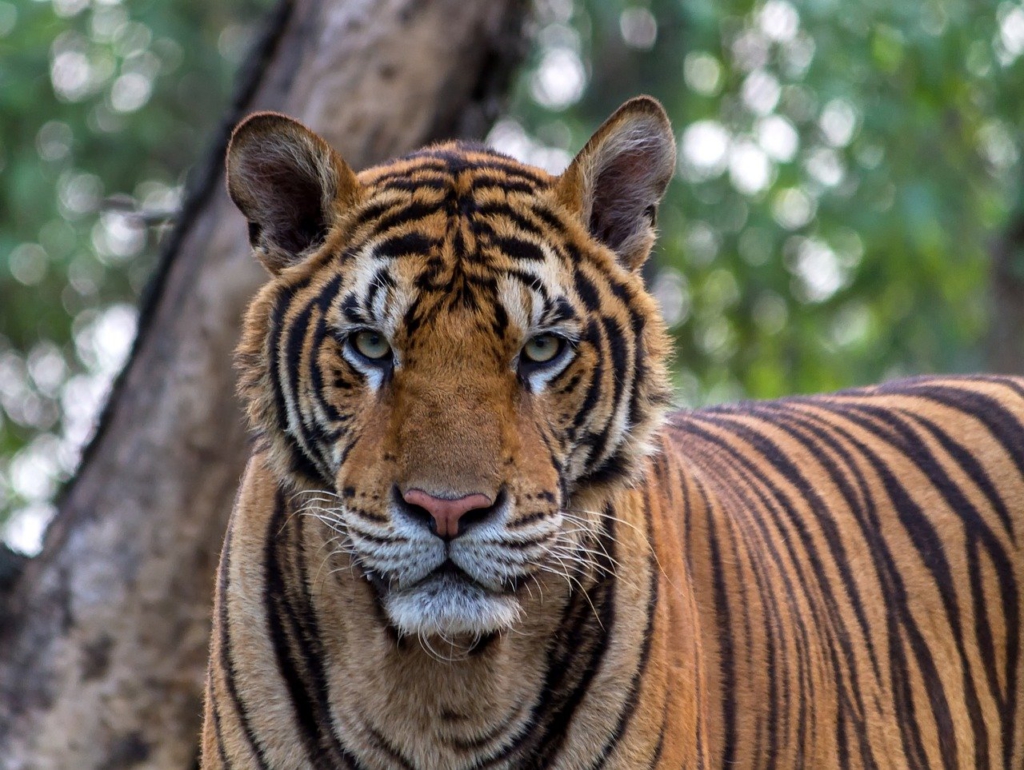 トラ　動物園　撮影　写真　目が合う