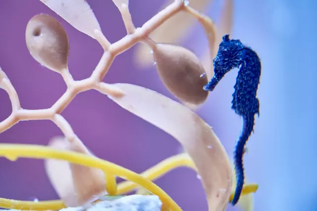 水族館で上手に撮影するコツ カメラの設定から構図 レンズまで徹底解説 Goopass Animal Magazine
