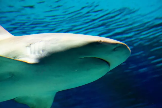 水族館で上手に撮影するコツ カメラの設定から構図 レンズまで徹底解説 Goopass Animal Magazine
