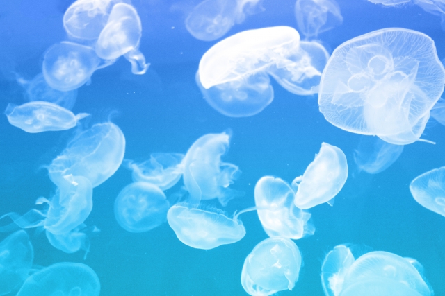 クラゲ 水族館 海 撮影 レンズ 一眼レフ