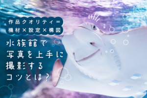 水族館で上手に写真を撮影するコツ!カメラの設定から構図、レンズまで徹底解説