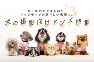 愛犬の撮影にオススメのレンズ10選