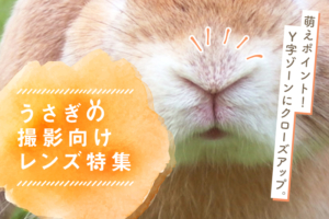 うさぎの撮影にオススメのレンズ10選