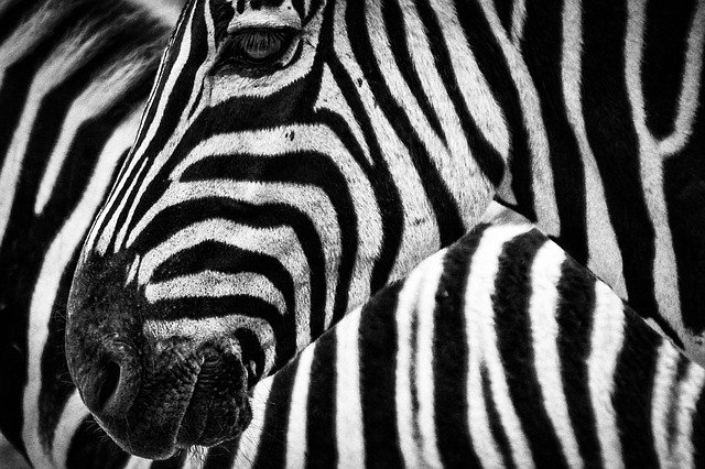 シマウマ 動物園 撮影 カメラ レンズ