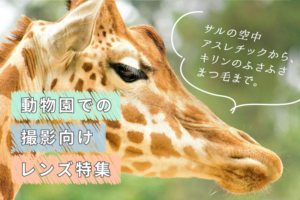 動物園での撮影にオススメのレンズ10選